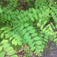 Robinia pseudoacacia
