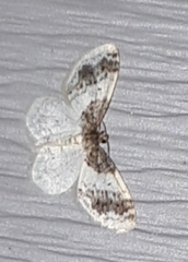 Hydrelia condensata