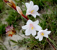 Laccata Watsonia (Watsonia laccata)
