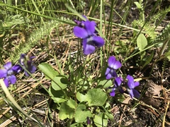 Viola adunca adunca