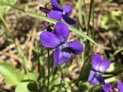 Viola adunca adunca