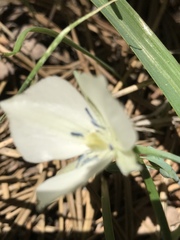 Calochortus minimus