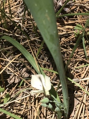 Calochortus minimus