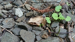 Rana ornativentris