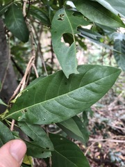Pavetta australiensis