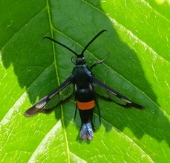 Synanthedon myopaeformis