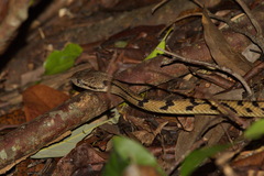 Boiga siamensis
