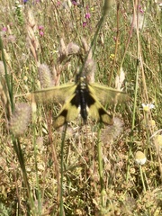 Libelloides longicornis