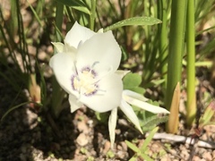 Calochortus minimus