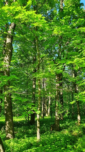 Paprastasis klevas nuotrauka