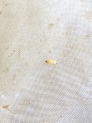 Phylus melanocephalus