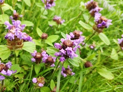 Prunella vulgaris