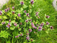 Prunella vulgaris