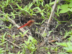 Crocothemis servilia mariannae