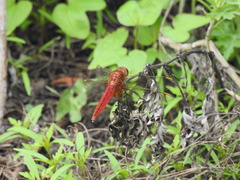 Crocothemis servilia mariannae