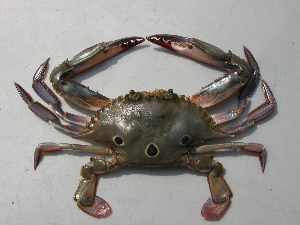 three spot swimming crab