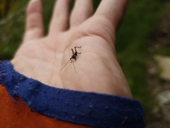 Pholidoptera griseoaptera