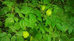 Cardiospermum grandiflorum