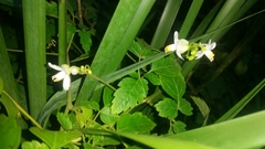 Cardiospermum grandiflorum