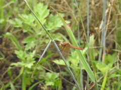 Crocothemis servilia mariannae