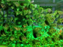 Gymnocorymbus ternetzi