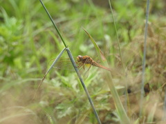Crocothemis servilia mariannae