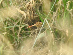 Crocothemis servilia mariannae
