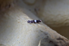 Recurvaria leucatella
