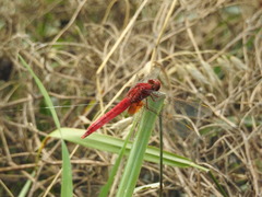 Crocothemis servilia mariannae