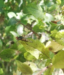 Otitini