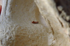 Batia lunaris