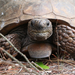 Gopher Tortoise - Photo (c) Arthur Windsor, some rights reserved (CC BY)