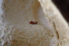 Batia lunaris