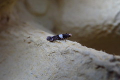 Recurvaria leucatella