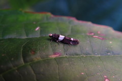 Recurvaria leucatella