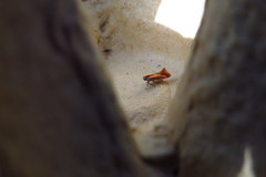 Batia lunaris