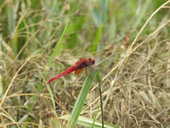 Crocothemis servilia mariannae