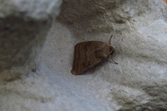 Hoplodrina octogenaria