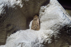 Hoplodrina octogenaria