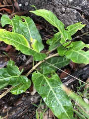 Leichhardtia lloydii