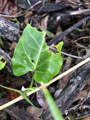 Leichhardtia lloydii