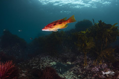 Bodianus unimaculatus