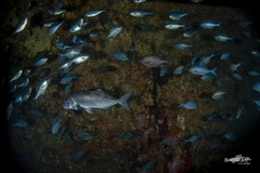 Latridopsis ciliaris