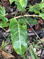 Leichhardtia lloydii