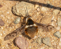 Bombylius pygmaeus