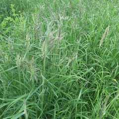 Calamagrostis stricta