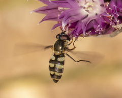 Megasyrphus laxus image