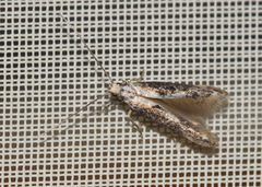 Blastodacna atra