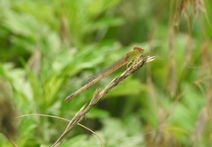 Ceriagrion auranticum
