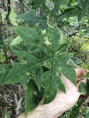 Brachychiton discolor